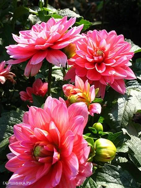 Георгина Берлинер Клене декоративная