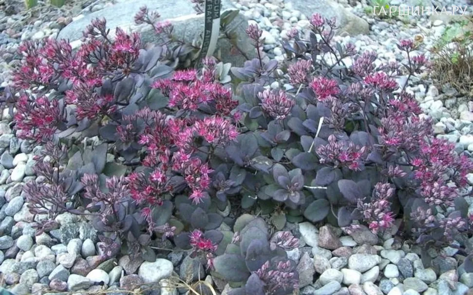 Очиток (седум) Бертрам Андерсон