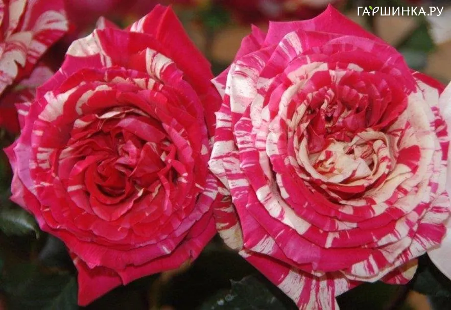 Роза Калиграфи чайно-гибридная, Imperial Rose