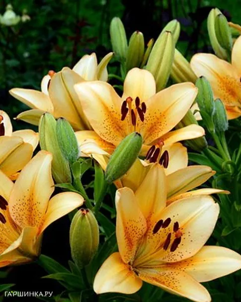 Лилия Бестселлер ЛА- гибрид/2шт