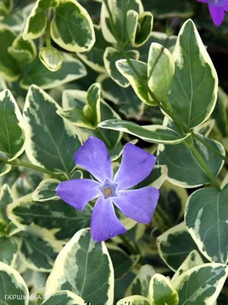 Барвинок большой Вариегата