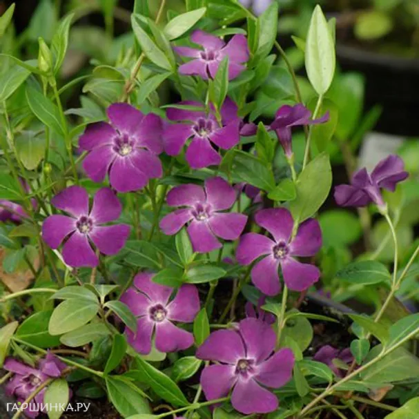 Барвинок Атропурпуреа малый