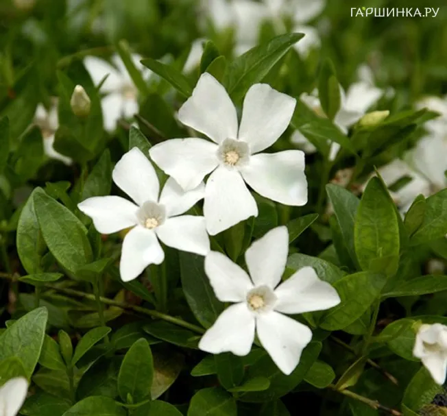 Барвинок малый Гертруда Джекил