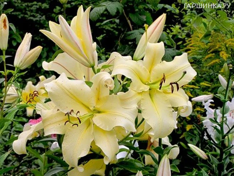 Лилия Биг Бразер ОТ-гибрид /2шт