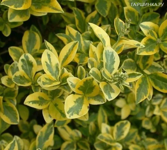 Бирючина обыкновенная Золотистая