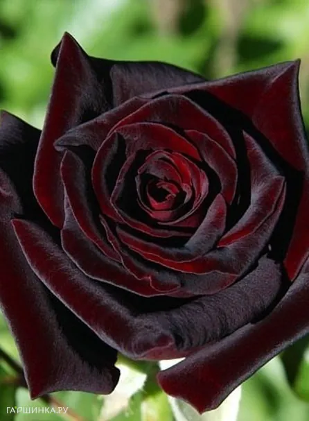 Роза Блэк Баккара чайно-гибридная, Топалович (лиц)