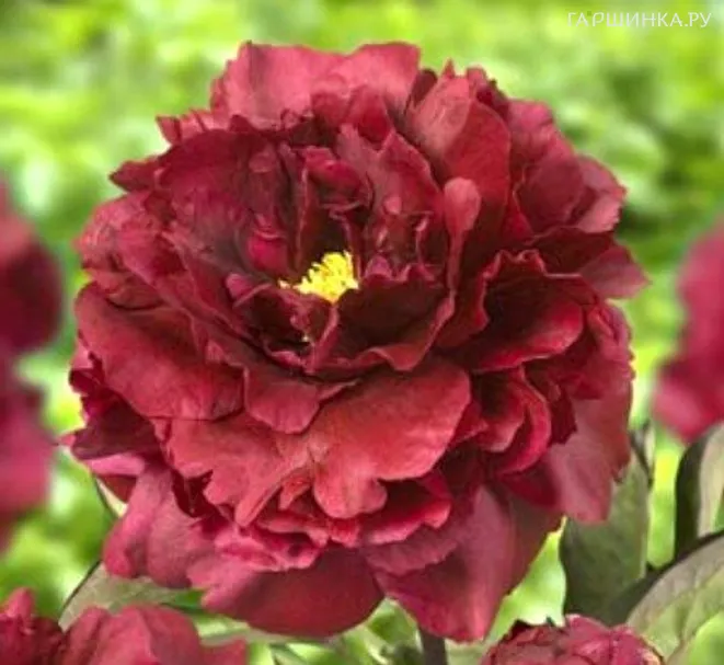 Пион Black Beauty