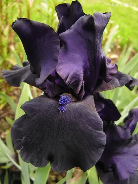 Ирис бородатый Блэк Дракон
