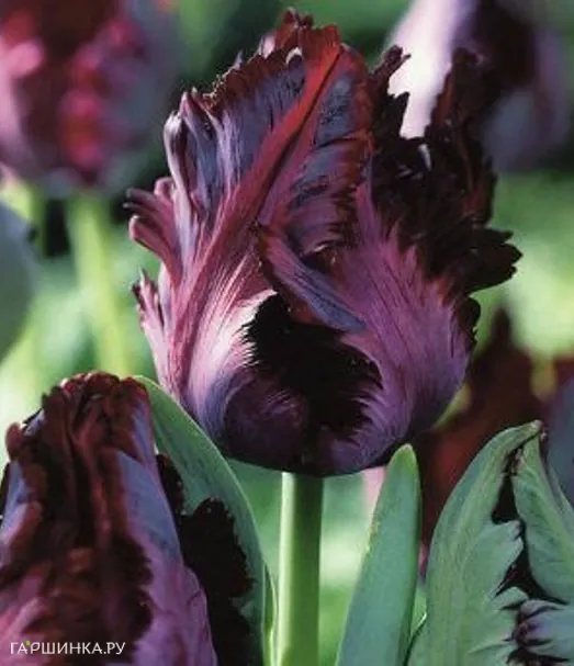 Тюльпан Блэк Пэррот попугайный 5шт