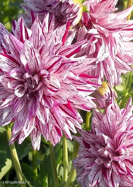 Георгина Блэкберри Рипл кактусовидная