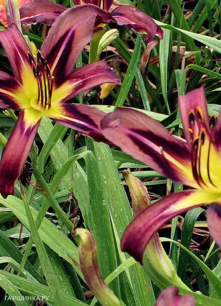 Лилейник-спайдер Блэк Эрроухэд