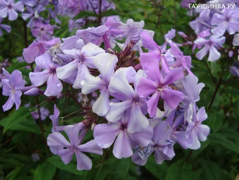 Флокс метельчатый Blue Evening