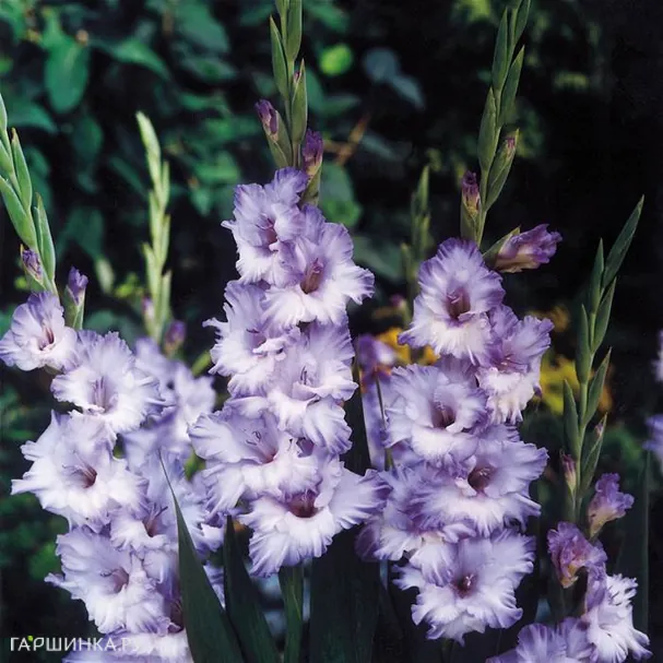 Гладиолус Блю Фрост 5 шт.