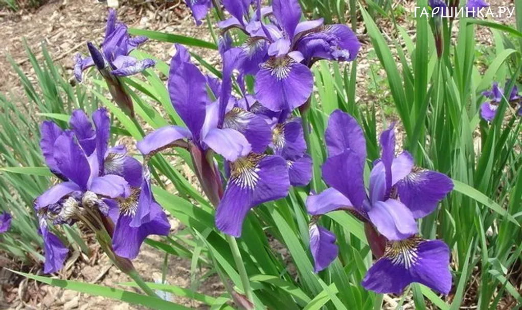 Ирис сибирский Blue King