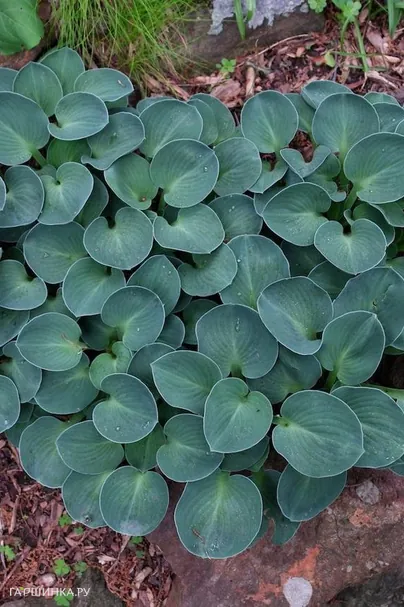 Хоста Блу Маус Иэрз (S)