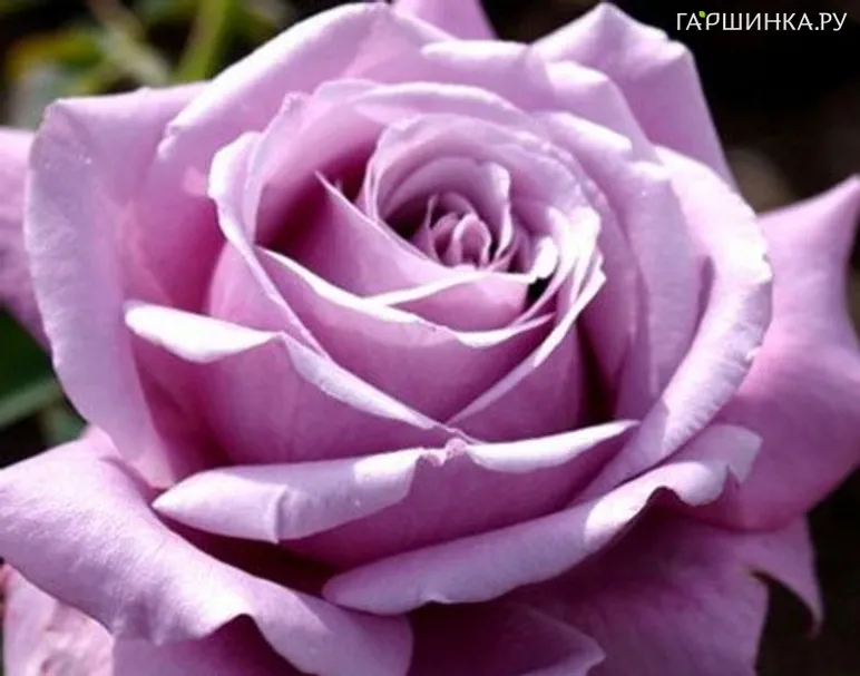 Роза Блу Эссенс чайно-гибридная, Imperial Rose