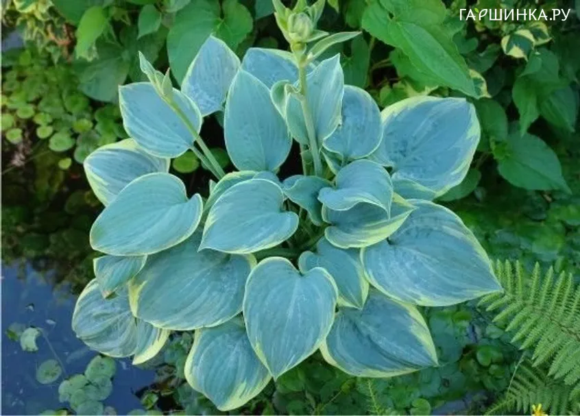 Хоста Blue Flame (M)