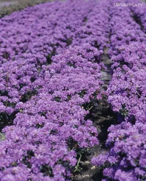 Рододендрон карликовый Blue Wonder