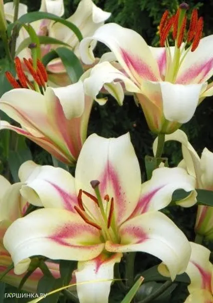 Лилия Бонбини ОТ-гибрид /2шт