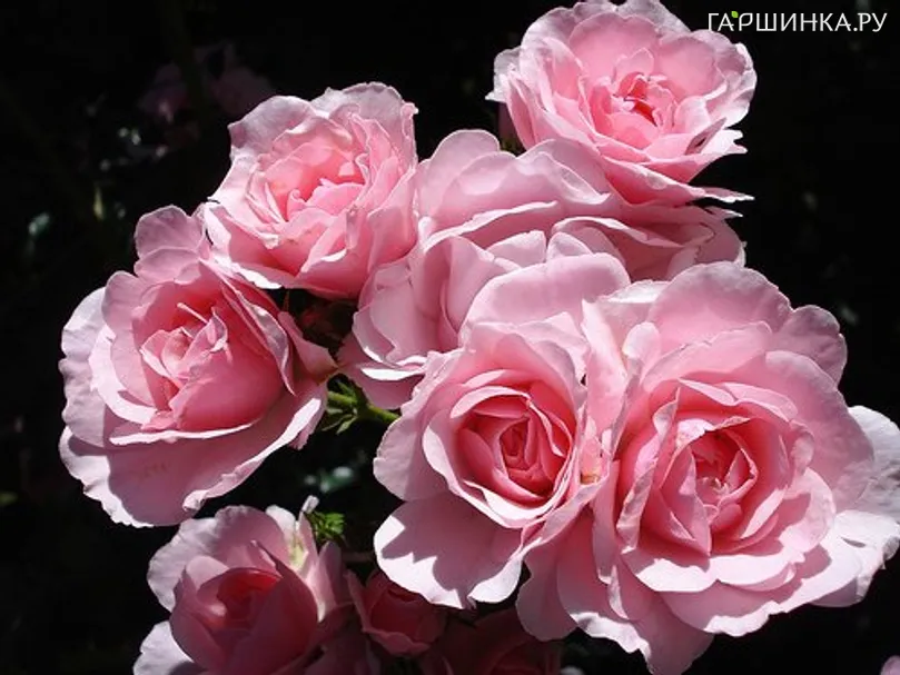 Роза Боника 82, Тантау (лиц)