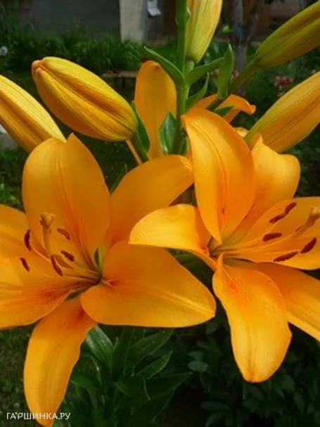 Лилия Бонсуар ЛА-гибрид/2шт