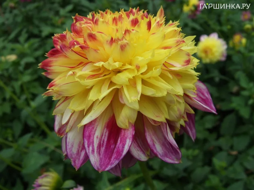 Георгина Буги Вуги анемоновидная