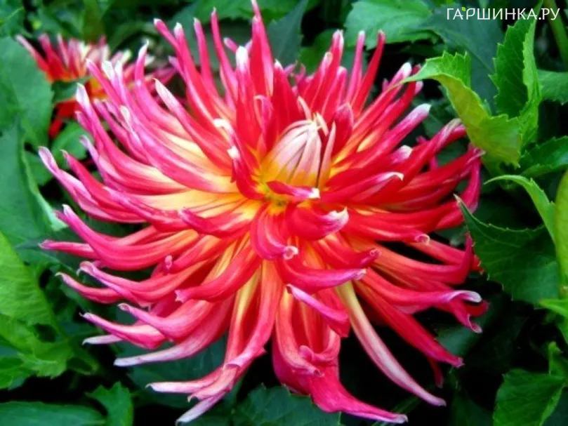 Георгина Бора Бора кактусовидная