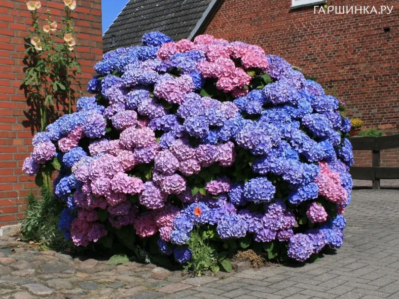 Гортензия Букет Роуз крупнолистная (макрофила)