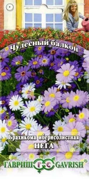 Брахикома Иберисолистная Нега* 0,05 г