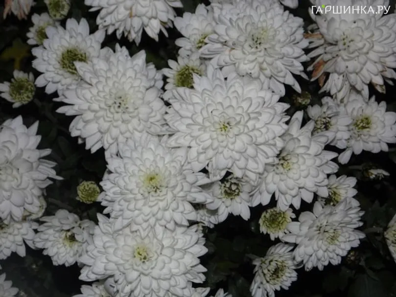 Хризантема мультифлора Бранфонтейн Вайт