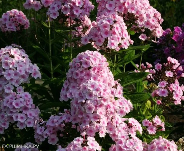 Флокс Брайт Айс метельчатый