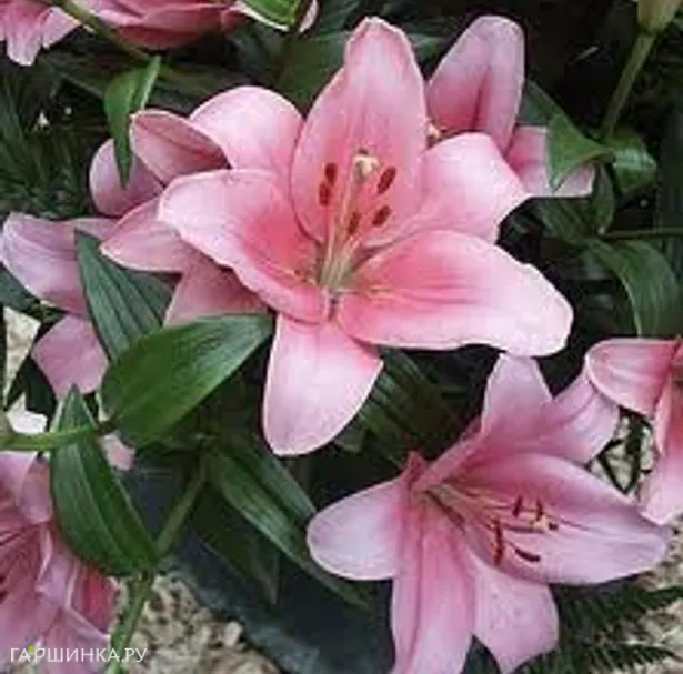 Лилия Бриндизи ЛА-гибрид/2шт