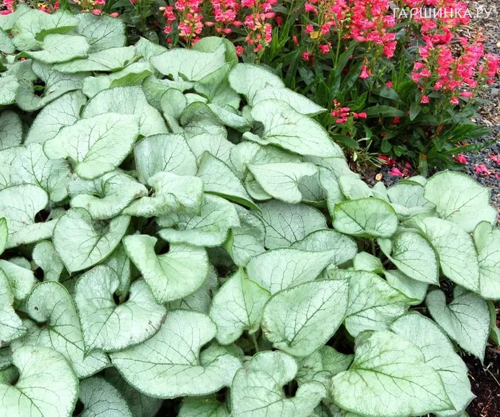 Бруннера Лукин Гласс