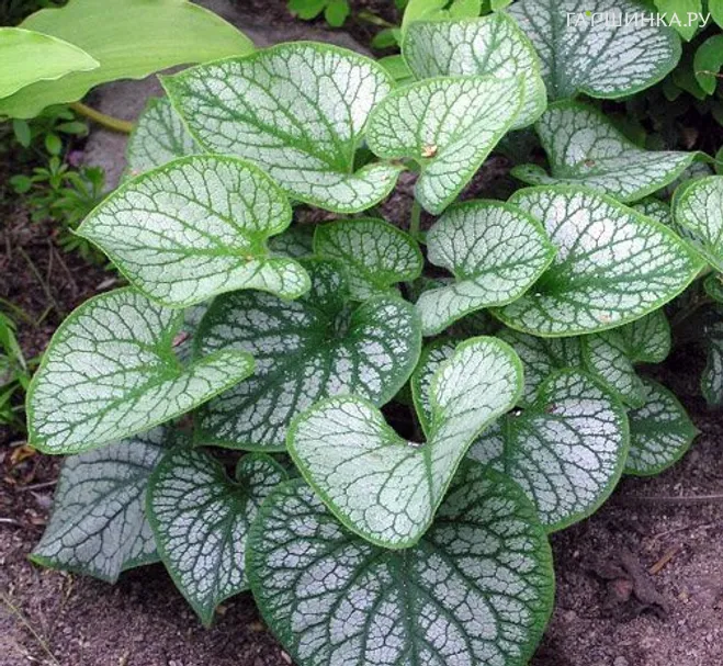 Бруннера Джек Фрост