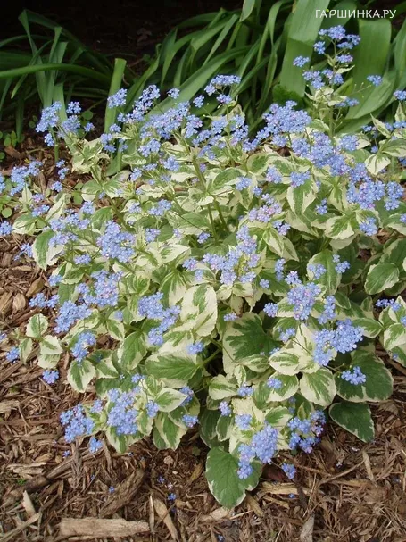 Бруннера Вариегата