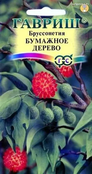 Бруссонетия Бумажное дерево* 3 шт