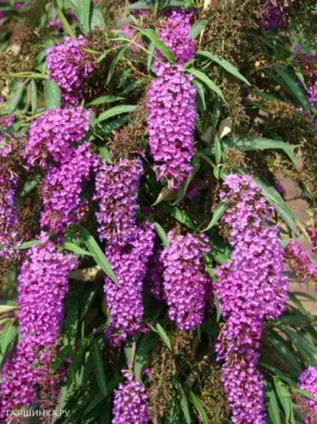 Буддлея Давида Нано Пурпл