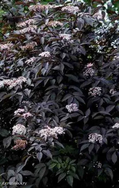 Бузина Блэк Бьюти