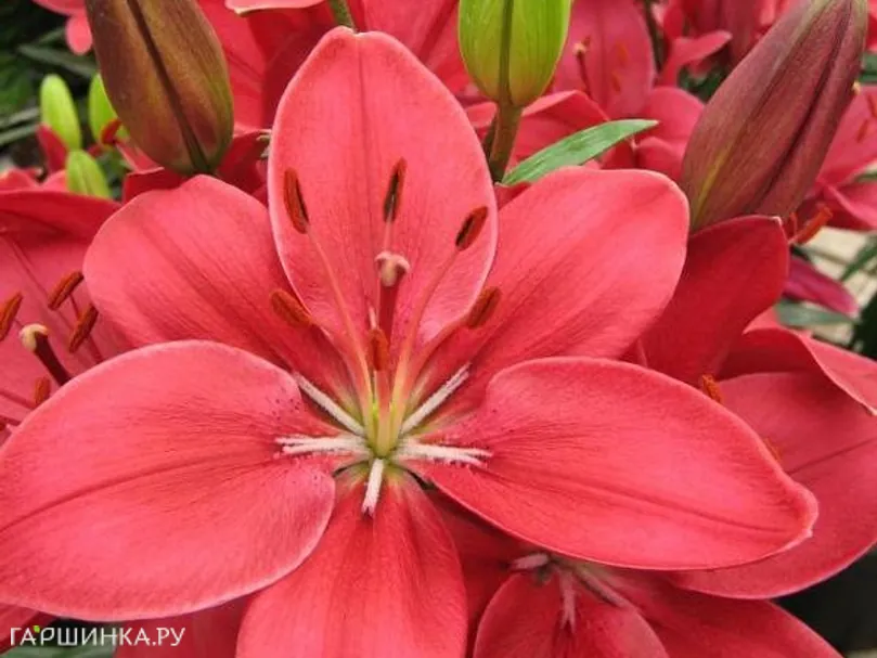 Лилия Баззер азиатская низкорослая/2 шт