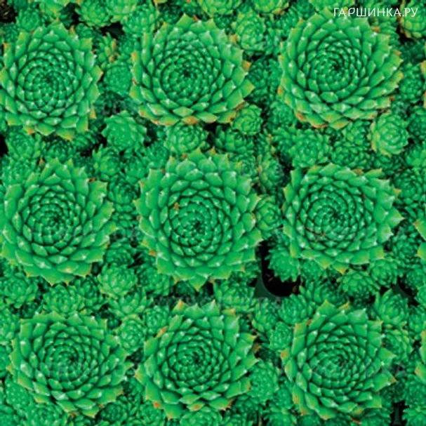 Молодило Green 001