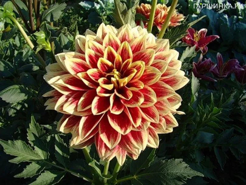 Георгина Кабальеро декоративная