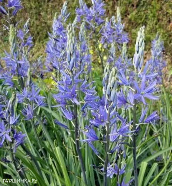 Камассия квамаш 10 шт