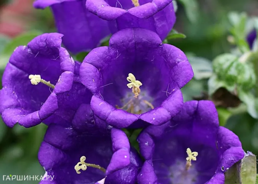 Колокольчик Milan Blue