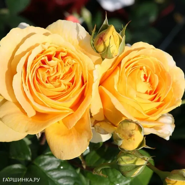 Роза Люмен чайно-гибридная, Imperial Rose