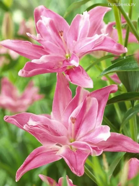 Лилия Канди Блоссом азиатская махровая/2шт