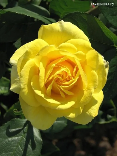 Роза Карт д'Ор флорибунда, Imperial Rose