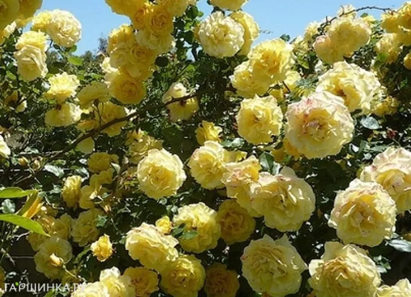 Роза Казино плетистая, Imperial Rose