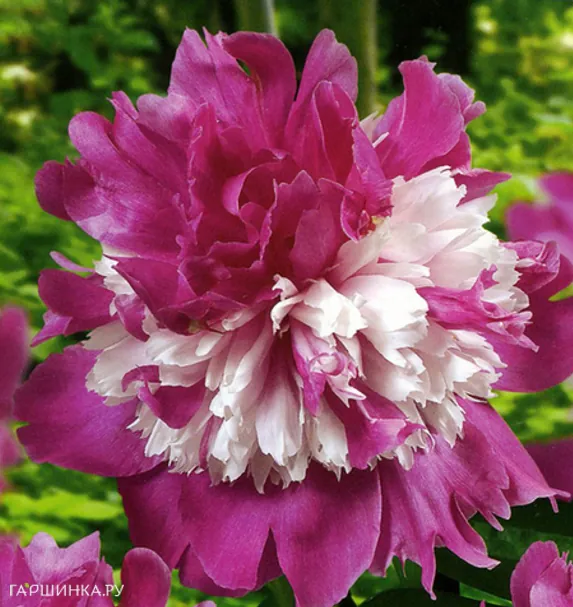 Пион Селебрити