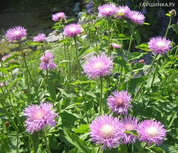 Василек подбеленный