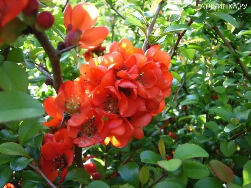 Айва (Хеномелес) Саржента японская